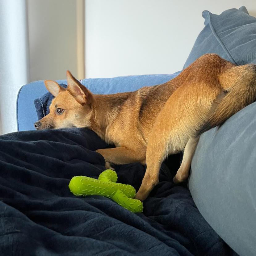 Enlarge John, a Adoptable mixed breed in Vallejo, CA image 3/6