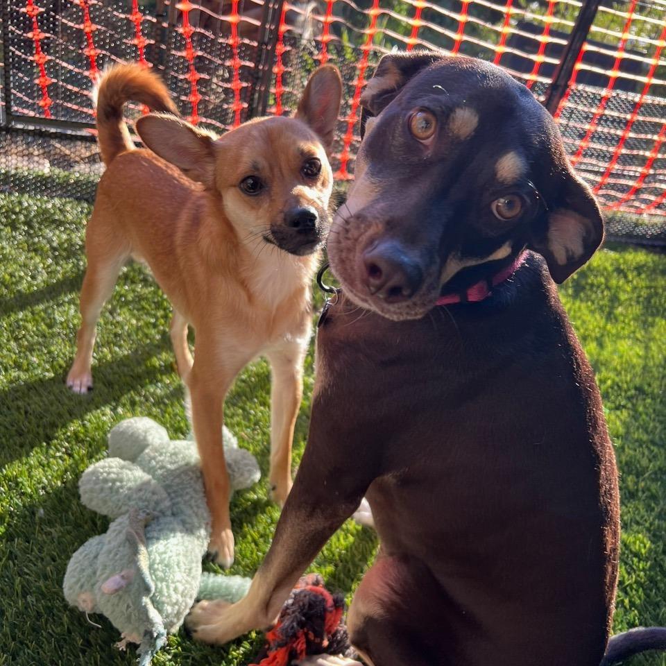 Enlarge John, a Adoptable mixed breed in Vallejo, CA image 4/6