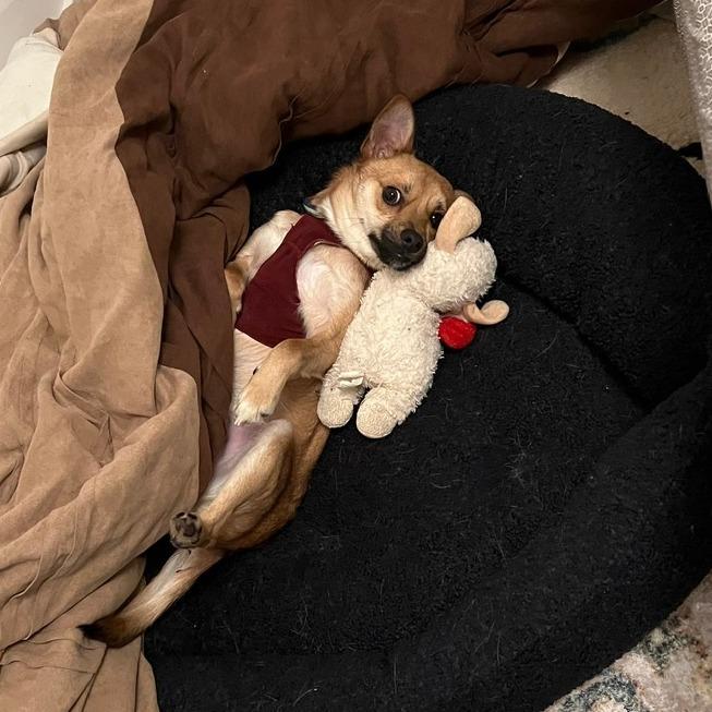 Enlarge John, a Adoptable mixed breed in Vallejo, CA image 5/6