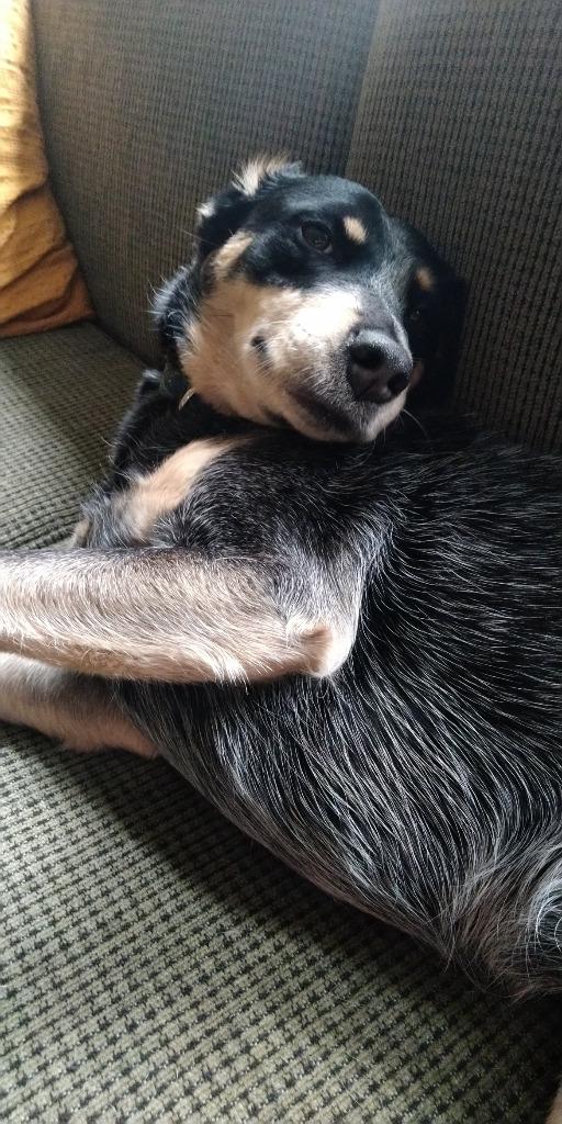 Enlarge Poppy, a Adoptable Australian Cattle Dog / Blue Heeler in Didsbury, AB image 1/6