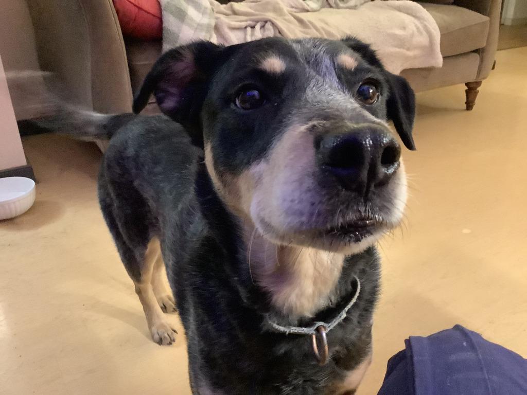 Enlarge Poppy, a Adoptable Australian Cattle Dog / Blue Heeler in Didsbury, AB image 2/6