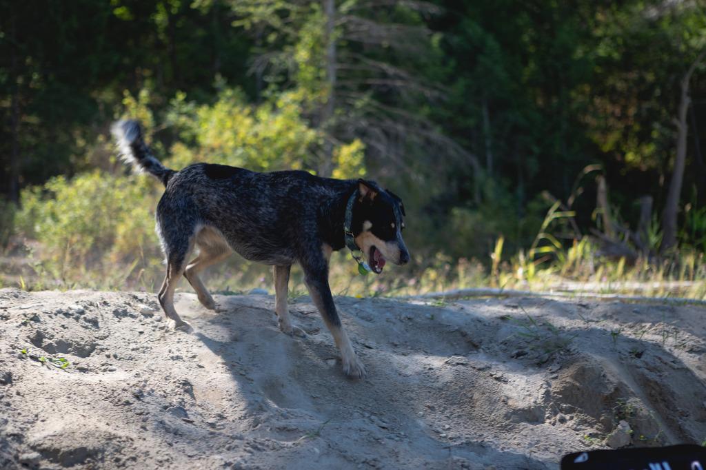 Enlarge Poppy, a Adoptable Australian Cattle Dog / Blue Heeler in Didsbury, AB image 3/6