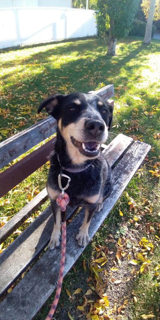 Enlarge Poppy, a Adoptable Australian Cattle Dog / Blue Heeler in Didsbury, AB image 4/6
