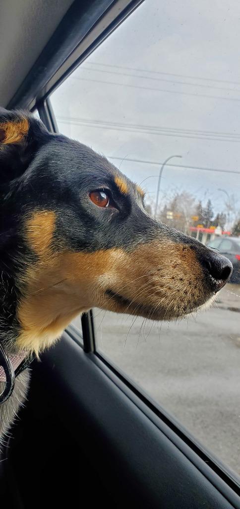 Enlarge Poppy, a Adoptable Australian Cattle Dog / Blue Heeler in Didsbury, AB image 5/6