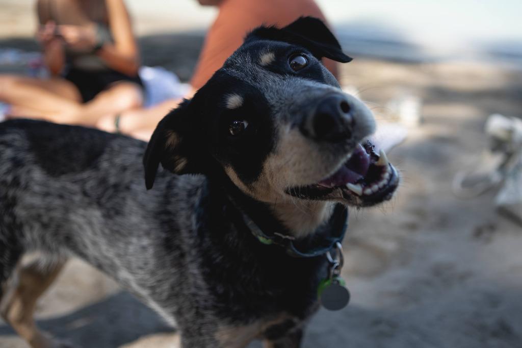 Enlarge Poppy, a Adoptable Australian Cattle Dog / Blue Heeler in Didsbury, AB image 6/6