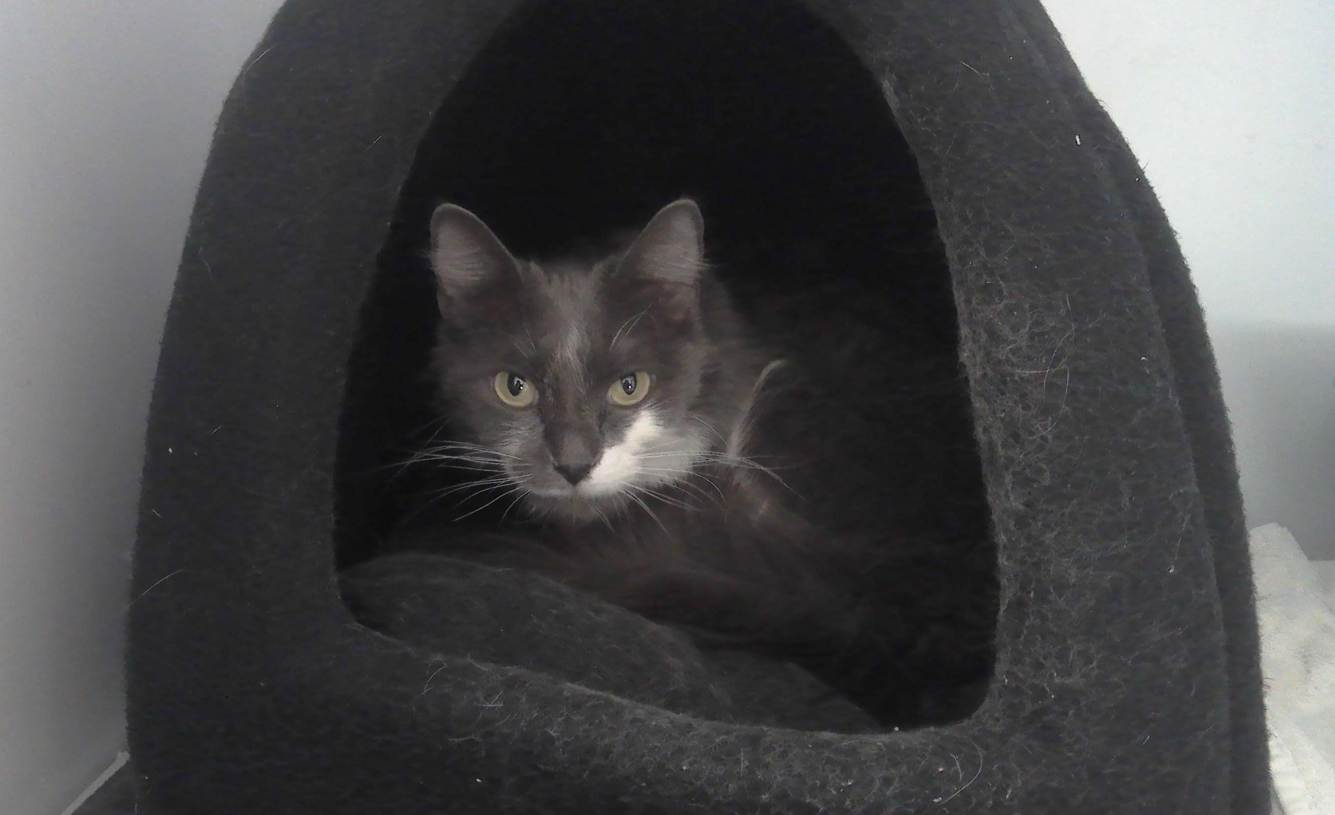 Enlarge Misty, a Adoptable Domestic Medium Hair in Trumbull, CT image 1/1