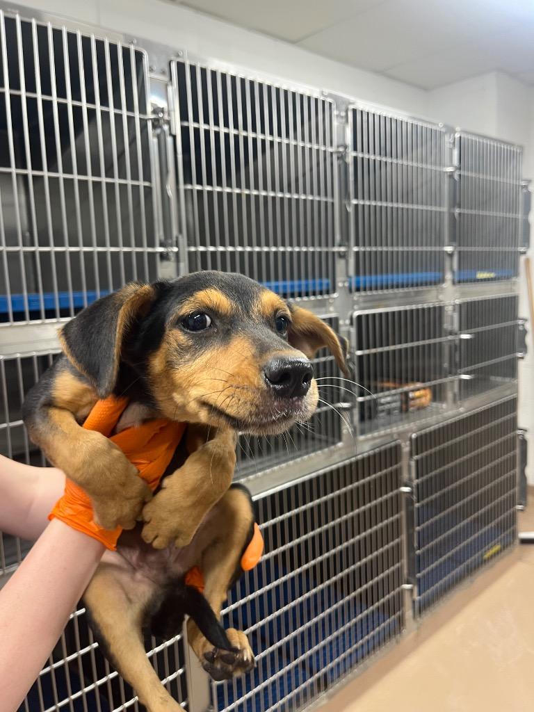 Enlarge Camo, a Adoptable mixed breed in Nacogdoches, TX image 1/1