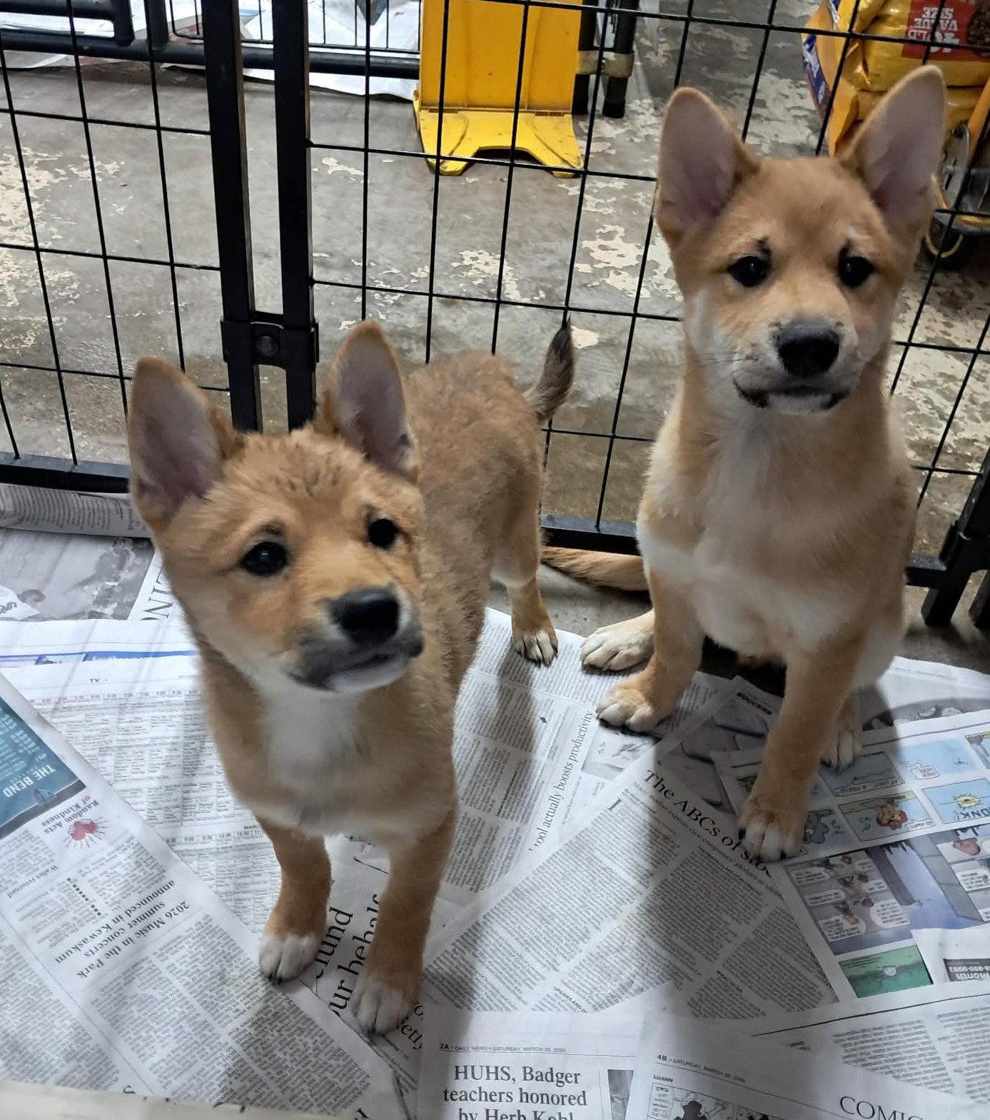 The Great Bluedini, Adoptable, Puppy Male Shiba Inu.
