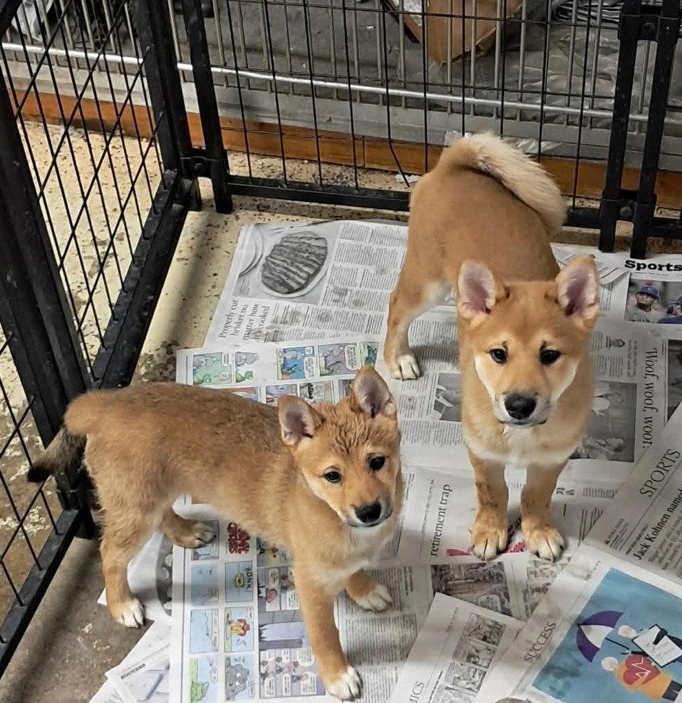 The Great Bluedini, a Adoptable Shiba Inu in Mukwonago, WI image 2/2