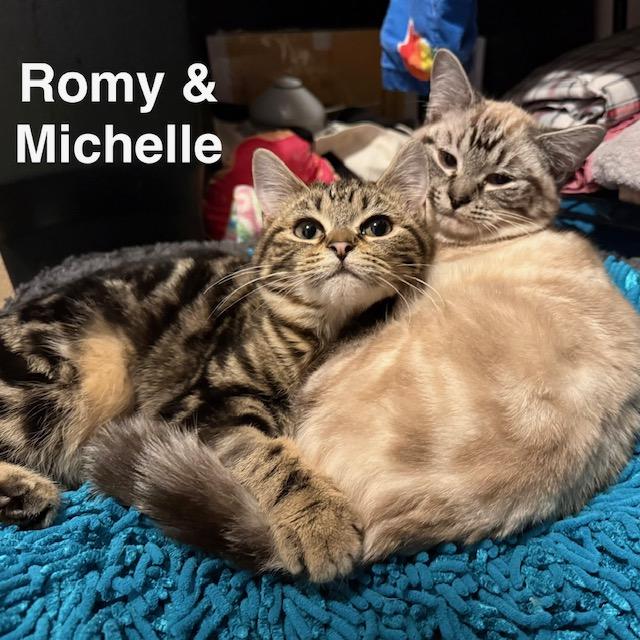 Enlarge Romy & Michelle , an adopted Domestic Short Hair in Olympia, WA image 1/3