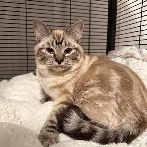 Enlarge Romy & Michelle , an adopted Domestic Short Hair in Olympia, WA image 2/3