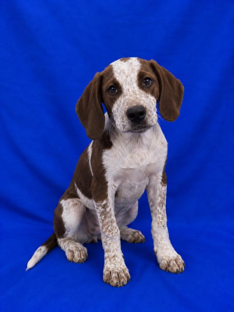 Enlarge Pj's, a Adoptable Mixed Breed in Ruston, LA image 1/1