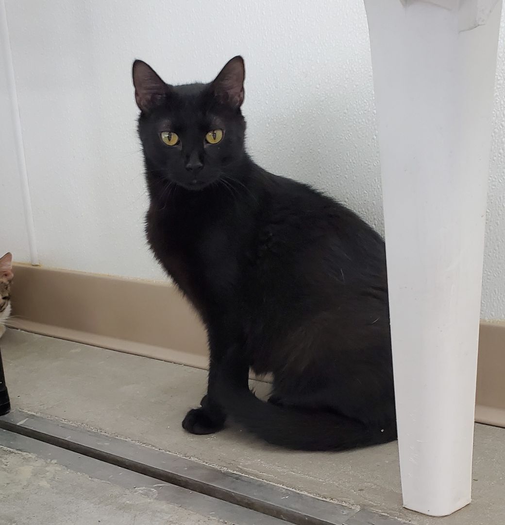 Sushi, a Adoptable Domestic Short Hair in Geneseo, IL image 2/6