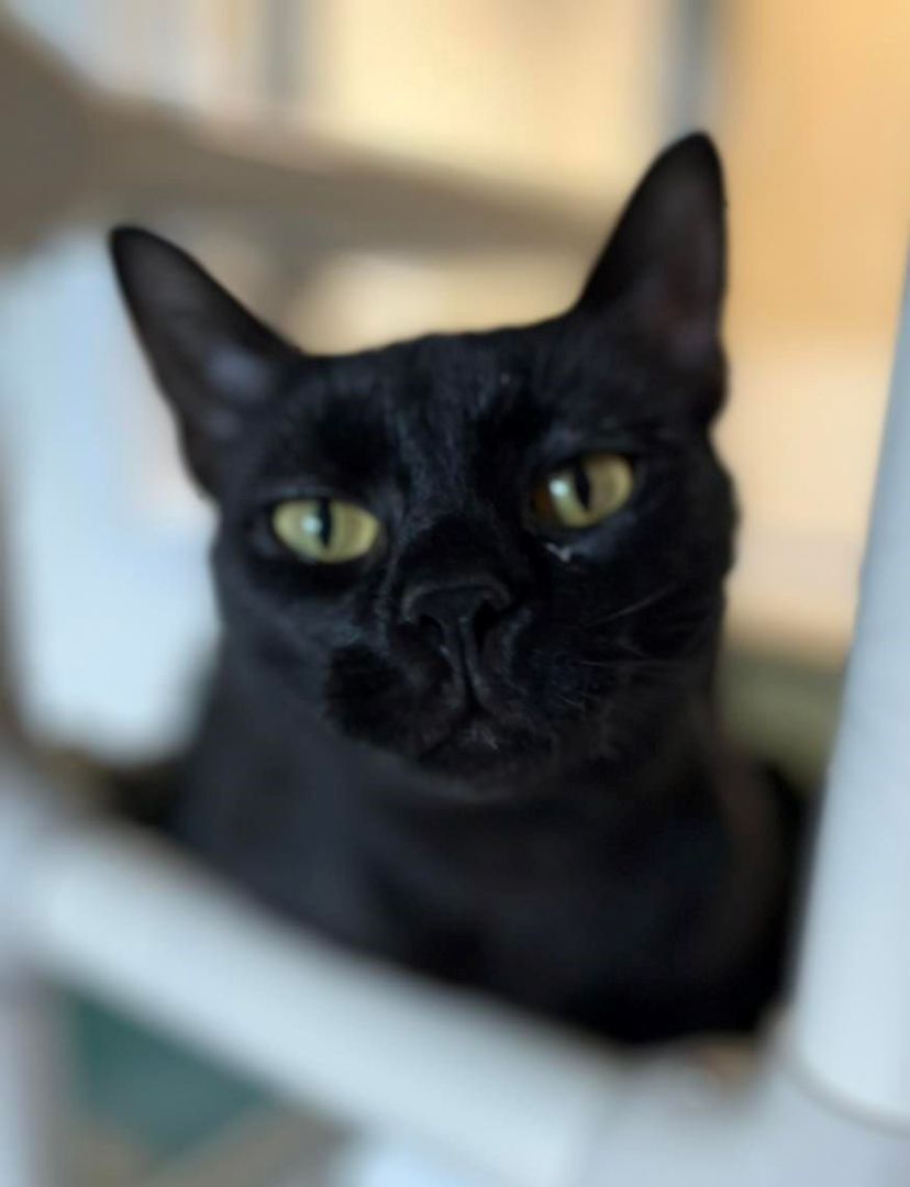 Sushi, a Adoptable Domestic Short Hair in Geneseo, IL image 3/6
