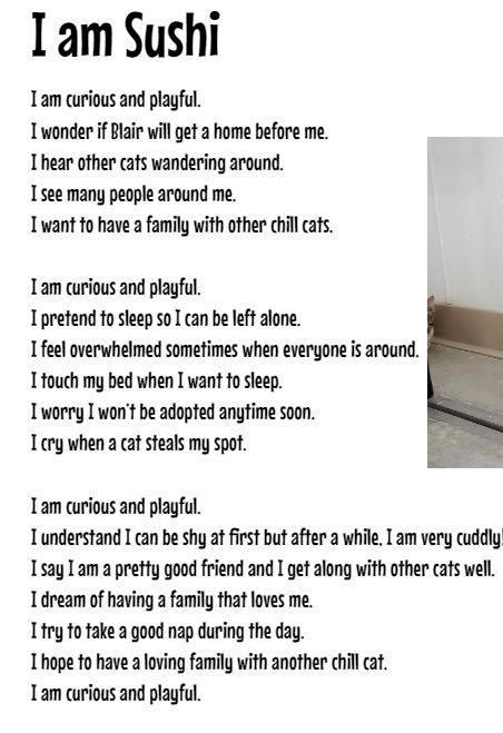 Sushi, a Adoptable Domestic Short Hair in Geneseo, IL image 5/6