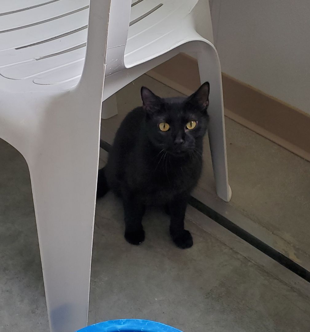 Sushi, a Adoptable Domestic Short Hair in Geneseo, IL image 6/6