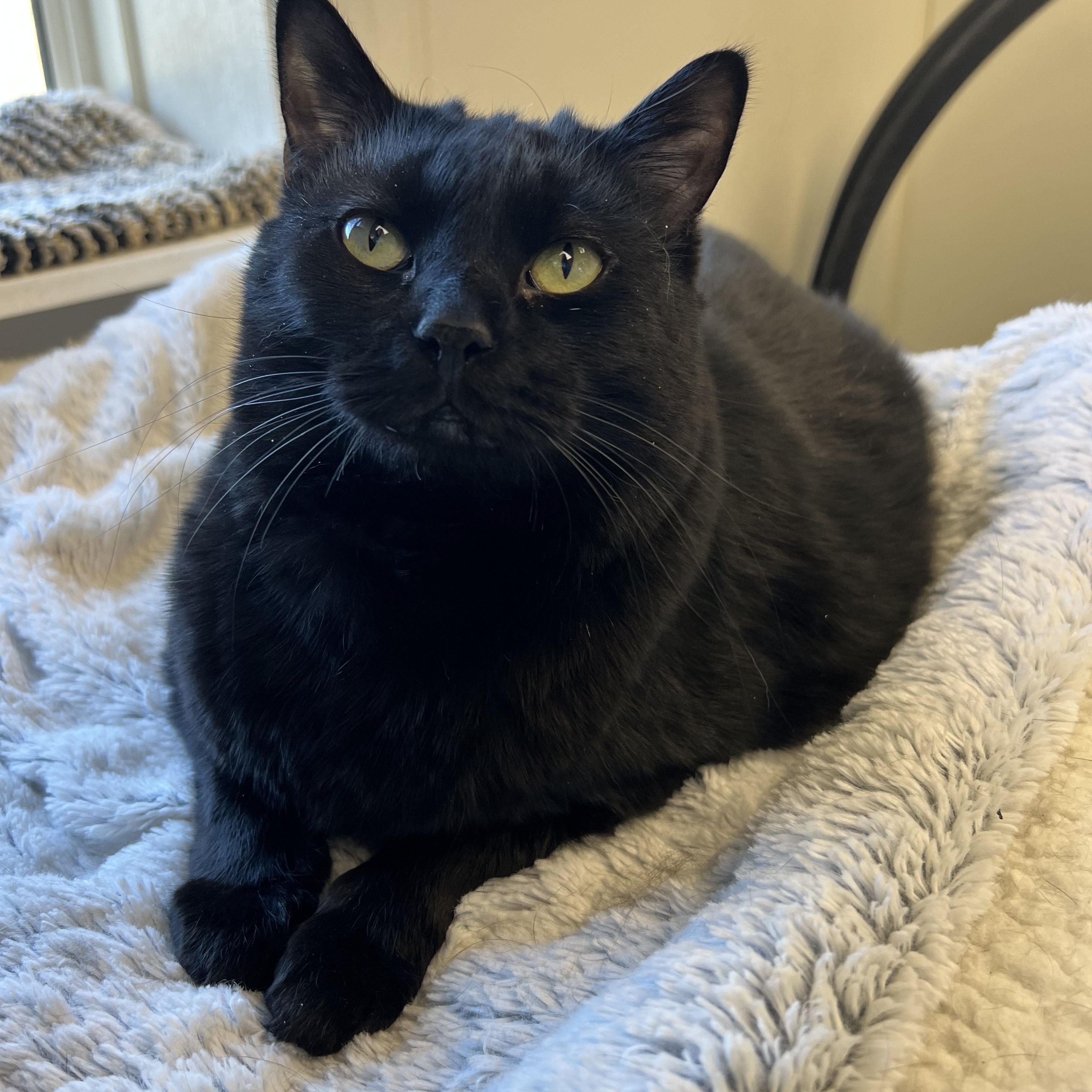 Sushi, Adoptable, Adult Female Domestic Short Hair.