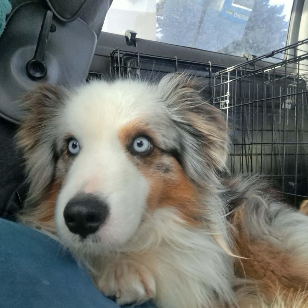 Cowboy, Adoptable, Senior Male Australian Shepherd.