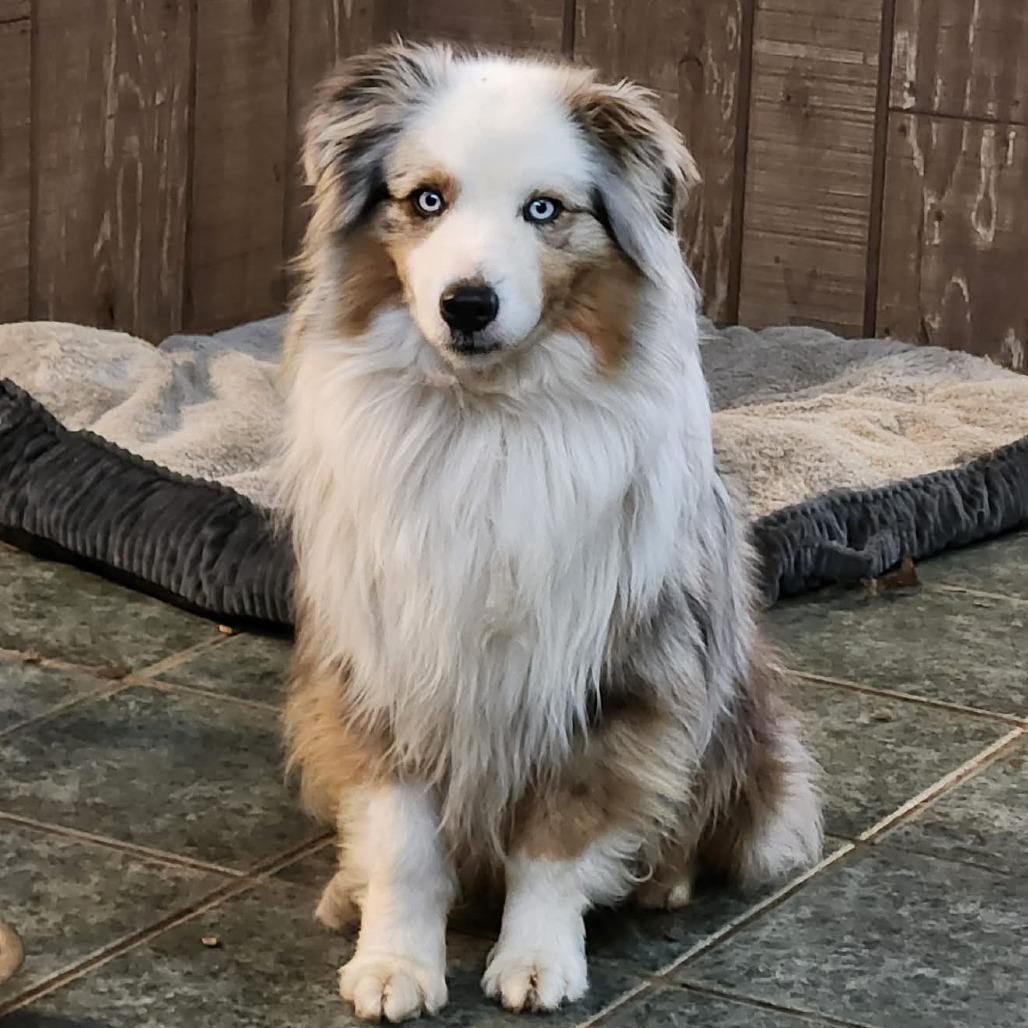 Enlarge Cowboy, a Adoptable Australian Shepherd in Ada, MN image 2/3