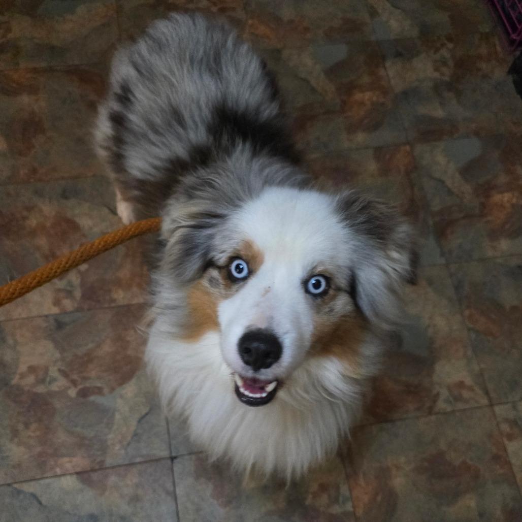 Enlarge Cowboy, a Adoptable Australian Shepherd in Ada, MN image 3/3