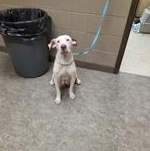 Bunny 60677055, ADOPTABLE, Adult Female Terrier.