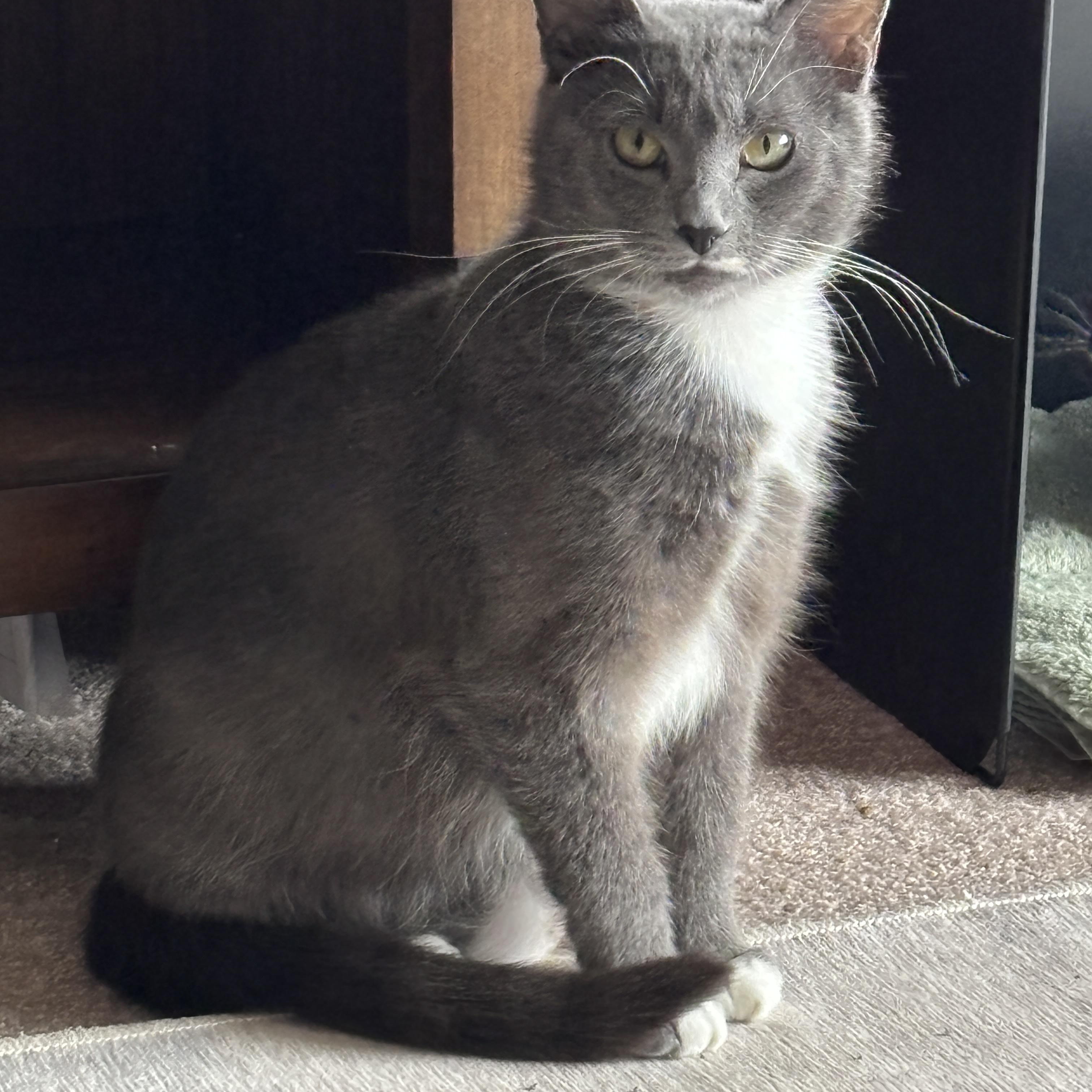 Annabelle, Adoptable, Young Female Domestic Short Hair.