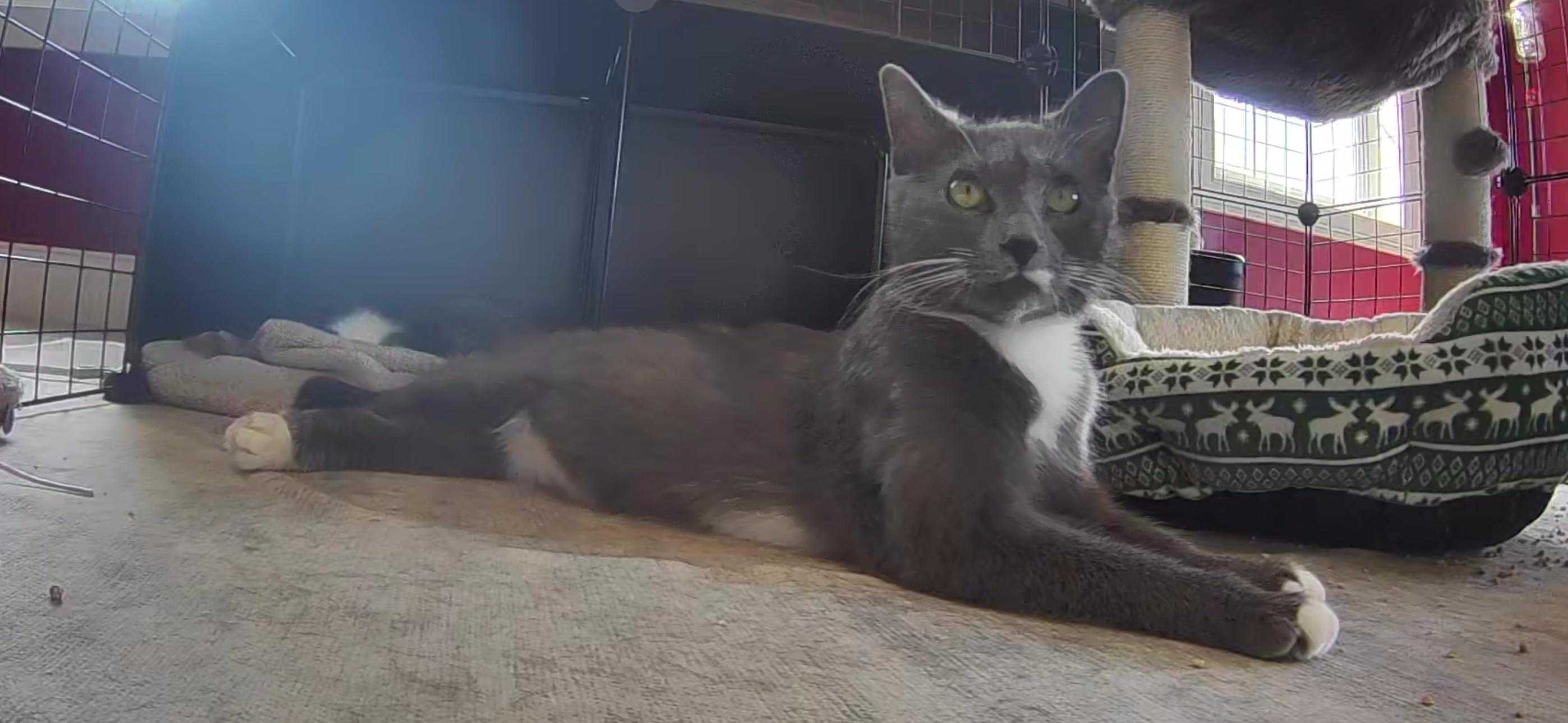 Enlarge Annabelle, a Adoptable Domestic Short Hair in Canton, CT image 2/2