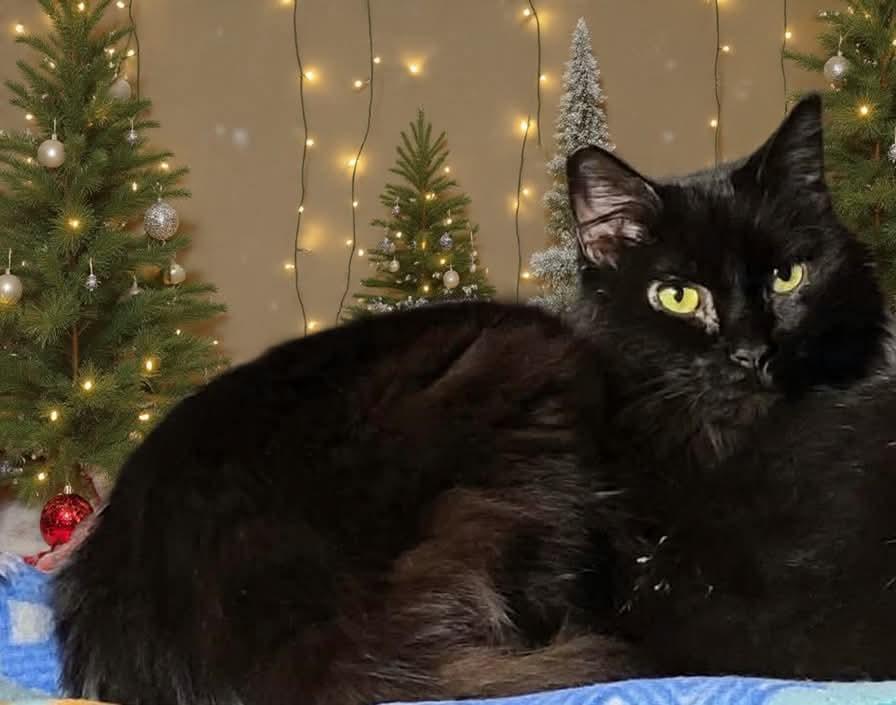 Enlarge Pandora, a ADOPTABLE mixed breed in Parma, OH image 1/1