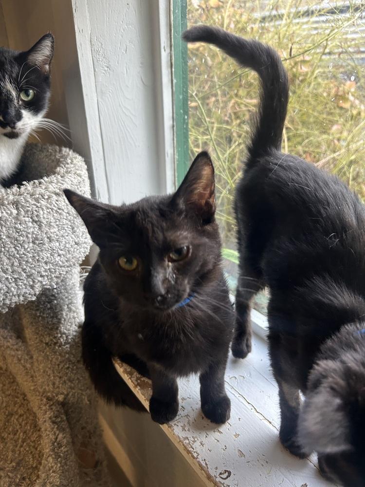 Stan, Adoptable, Young Male Domestic Short Hair.