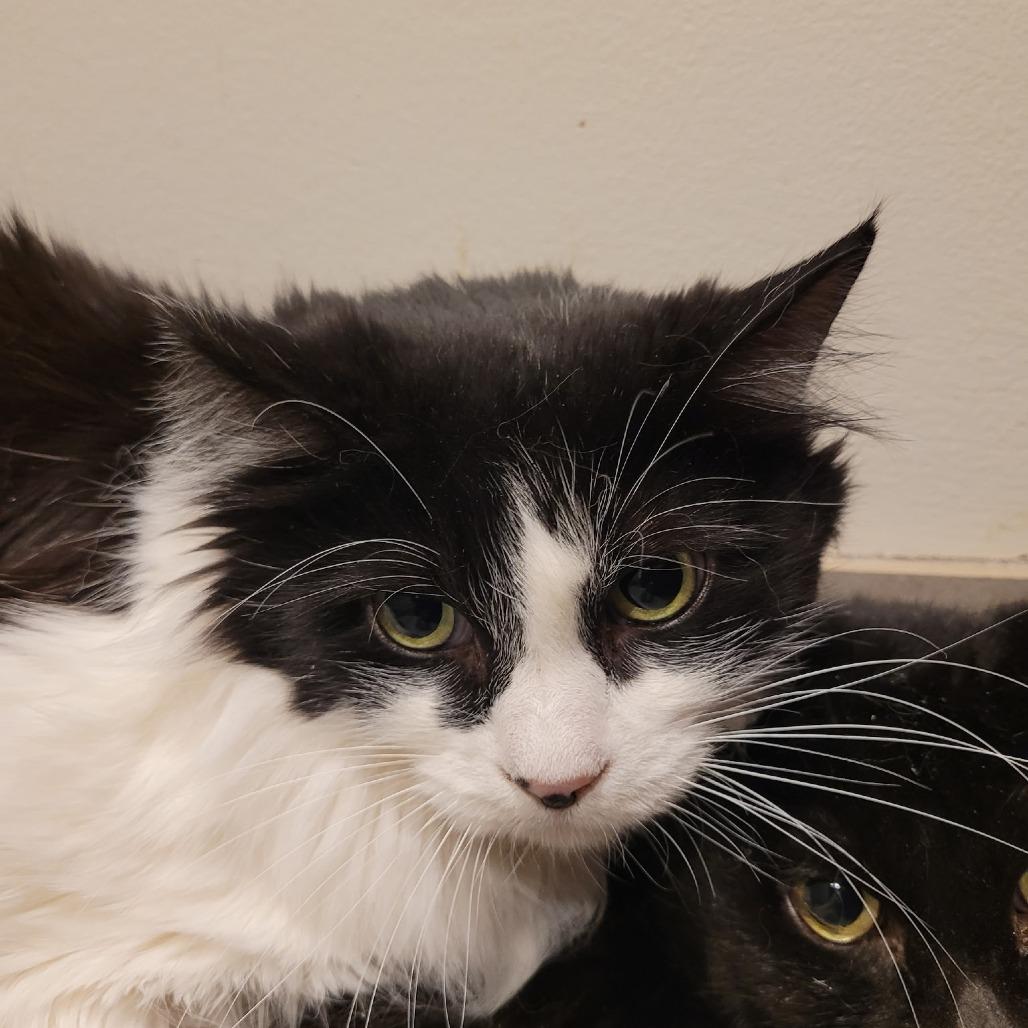 Little Man, Adoptable, Senior Male Domestic Medium Hair.
