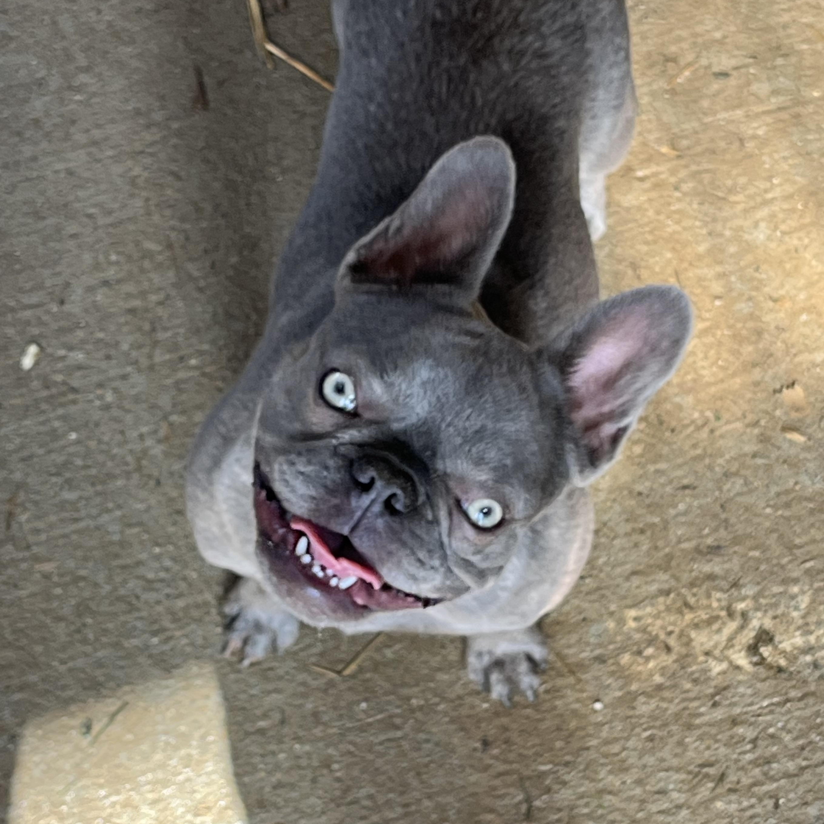 Jellybean, ADOPTABLE, Young Female French Bulldog.
