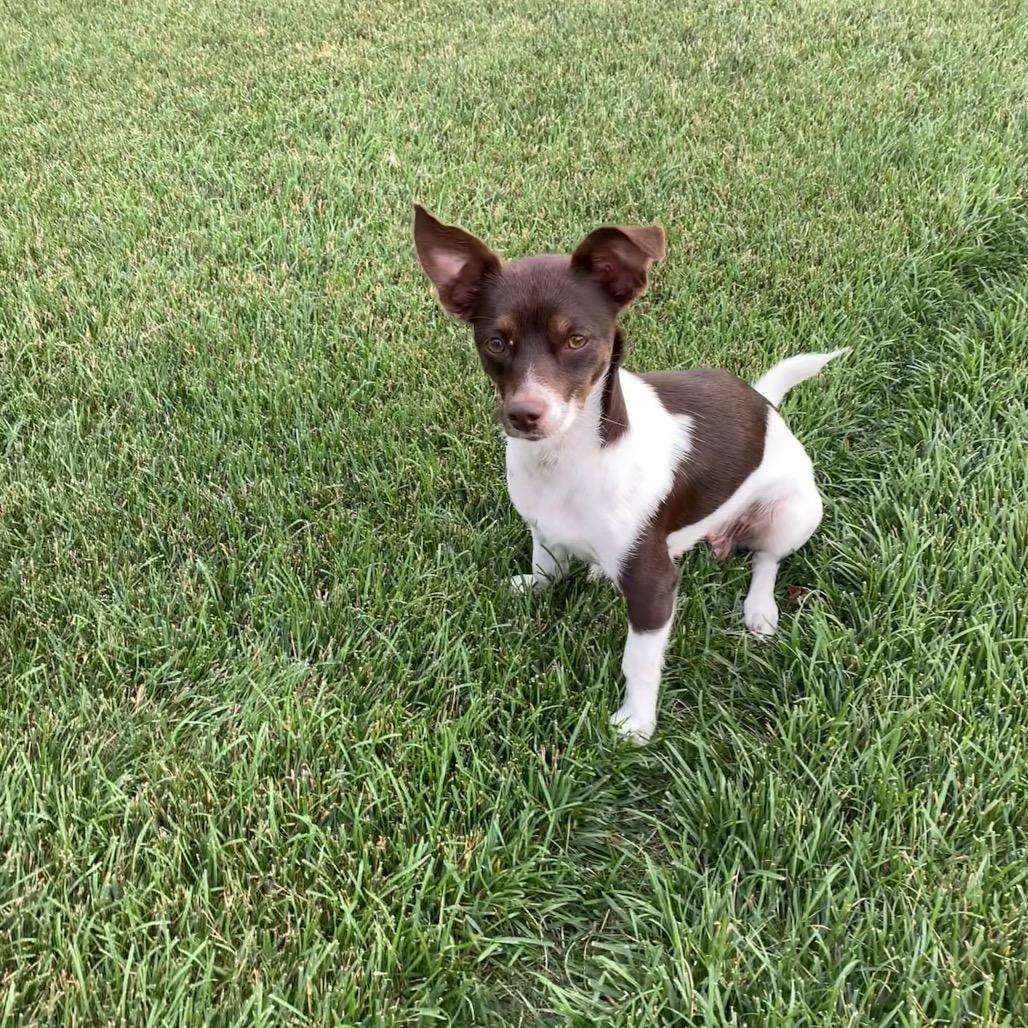 Bonnie, a Adoptable mixed breed in Joliet, IL image 1/6