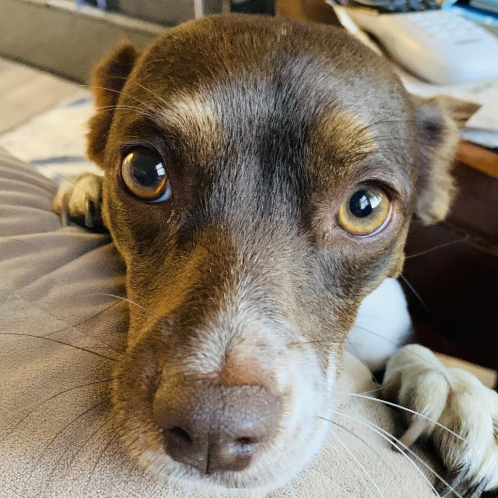 Bonnie, Adoptable, Adult Female Rat Terrier & Mixed Breed.