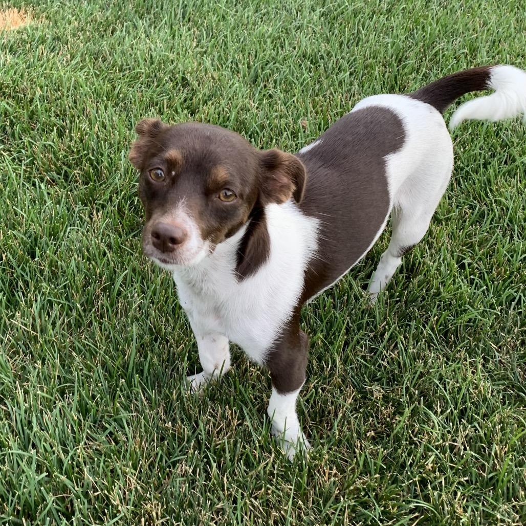Enlarge Bonnie, a Adoptable mixed breed in Joliet, IL image 1/6