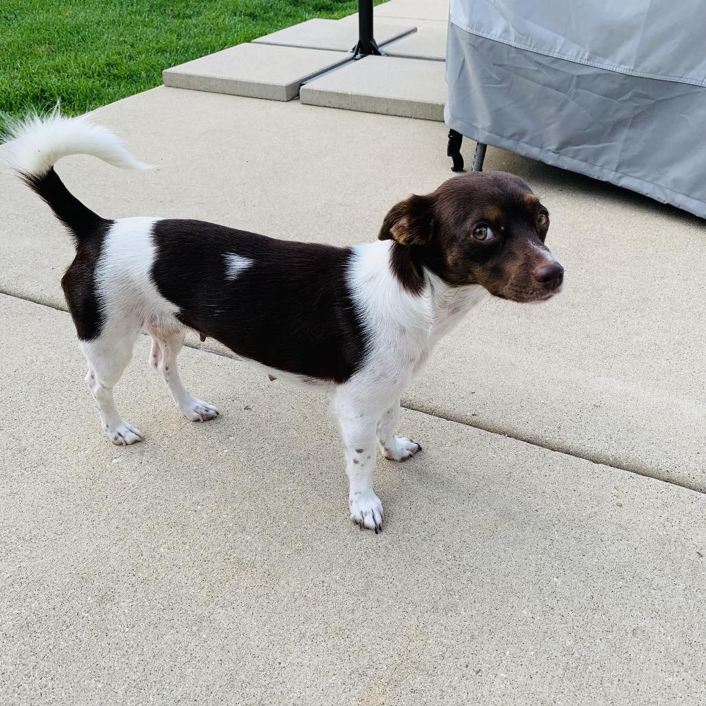Enlarge Bonnie, a Adoptable mixed breed in Joliet, IL image 3/6