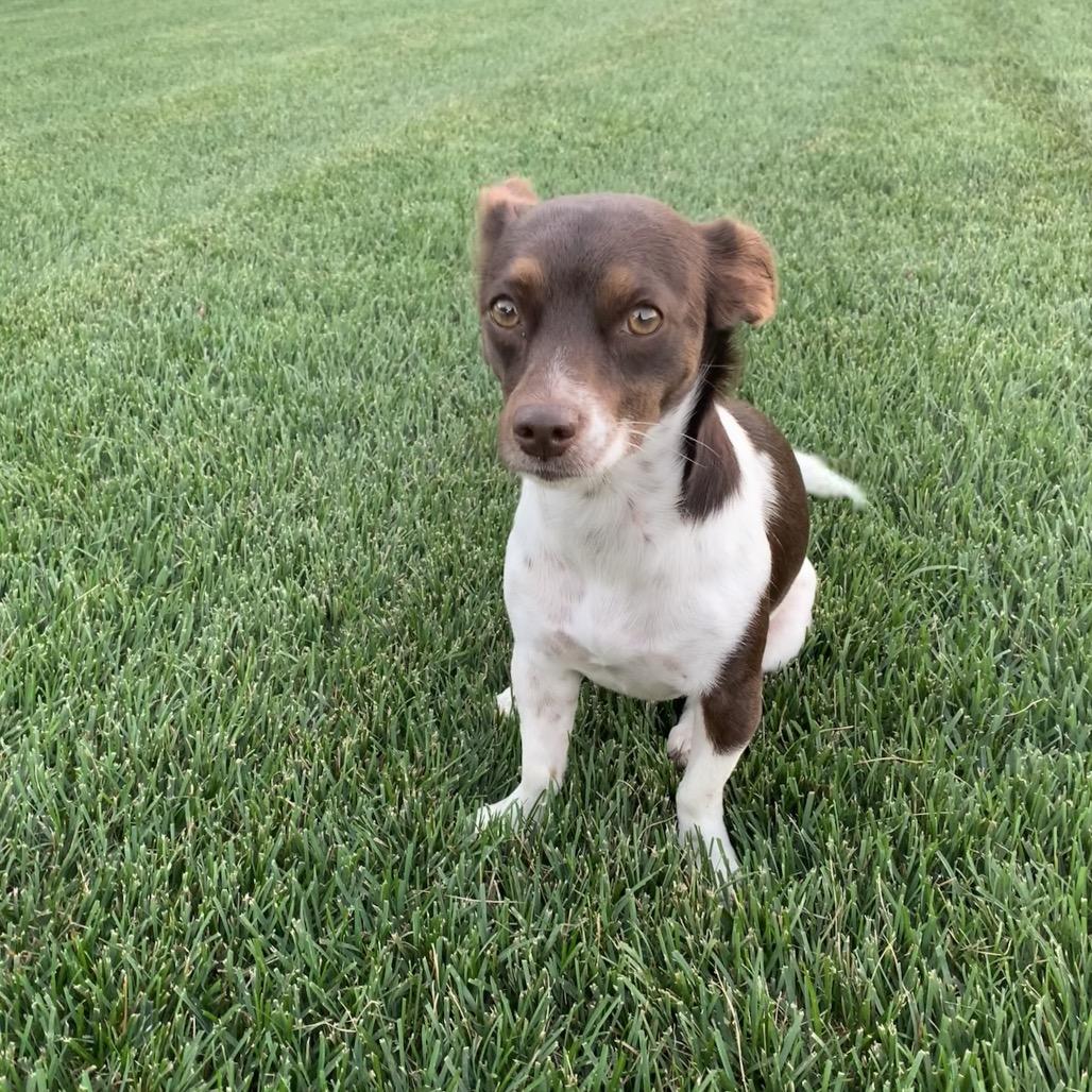 Enlarge Bonnie, a Adoptable mixed breed in Joliet, IL image 4/6