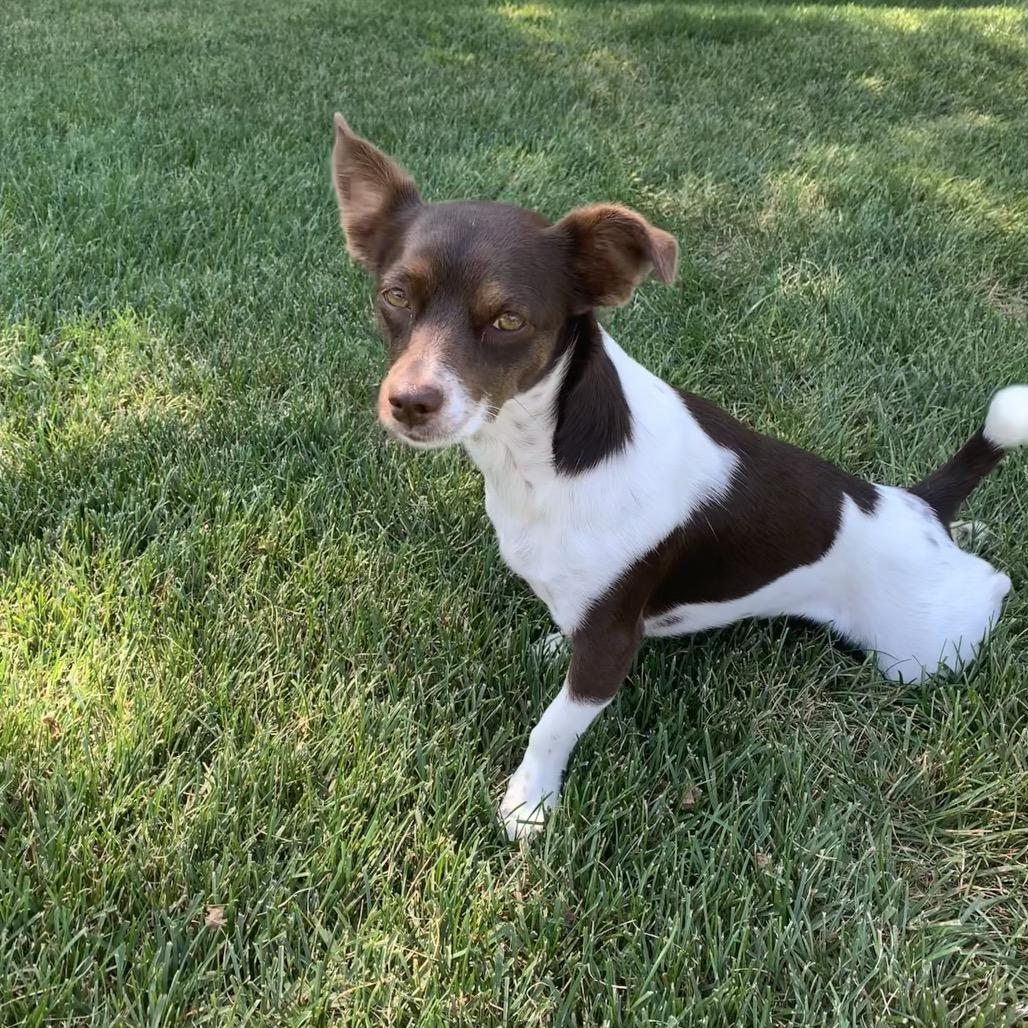 Enlarge Bonnie, a Adoptable mixed breed in Joliet, IL image 6/6