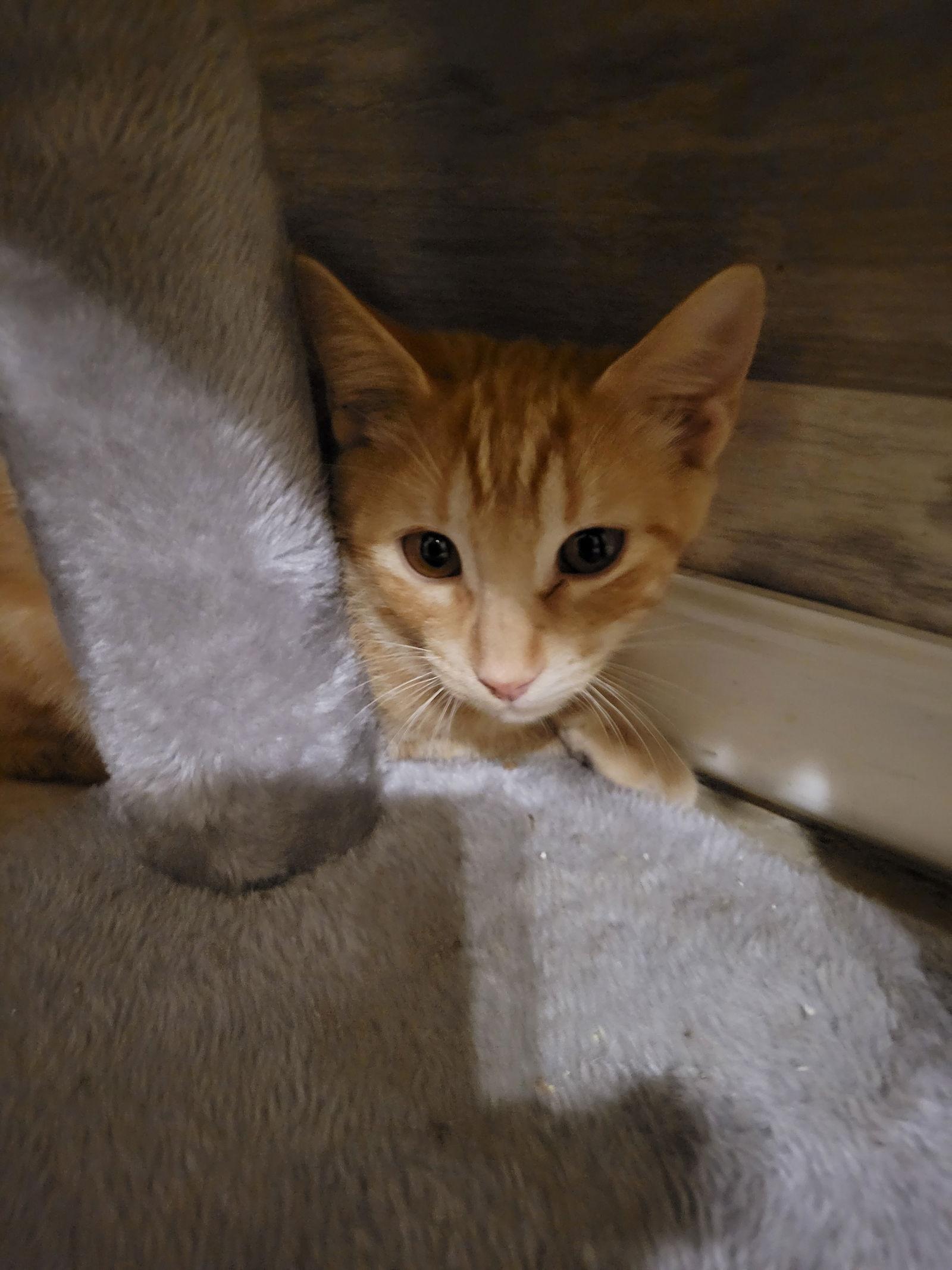 Hydrangea, Adoptable, Young Female Tabby.