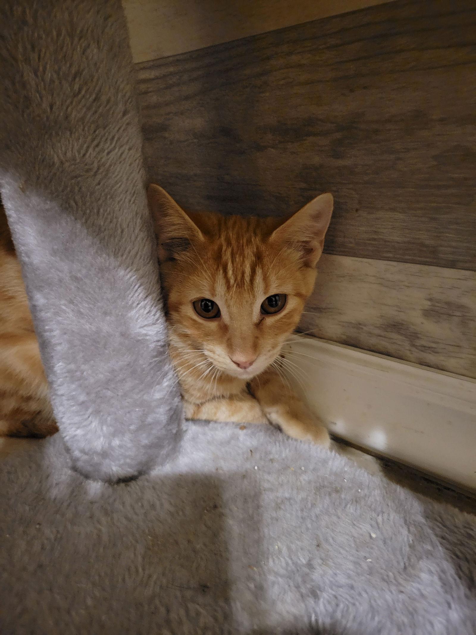 Enlarge Hydrangea, a Adoptable Tabby in Hartselle, AL image 2/2
