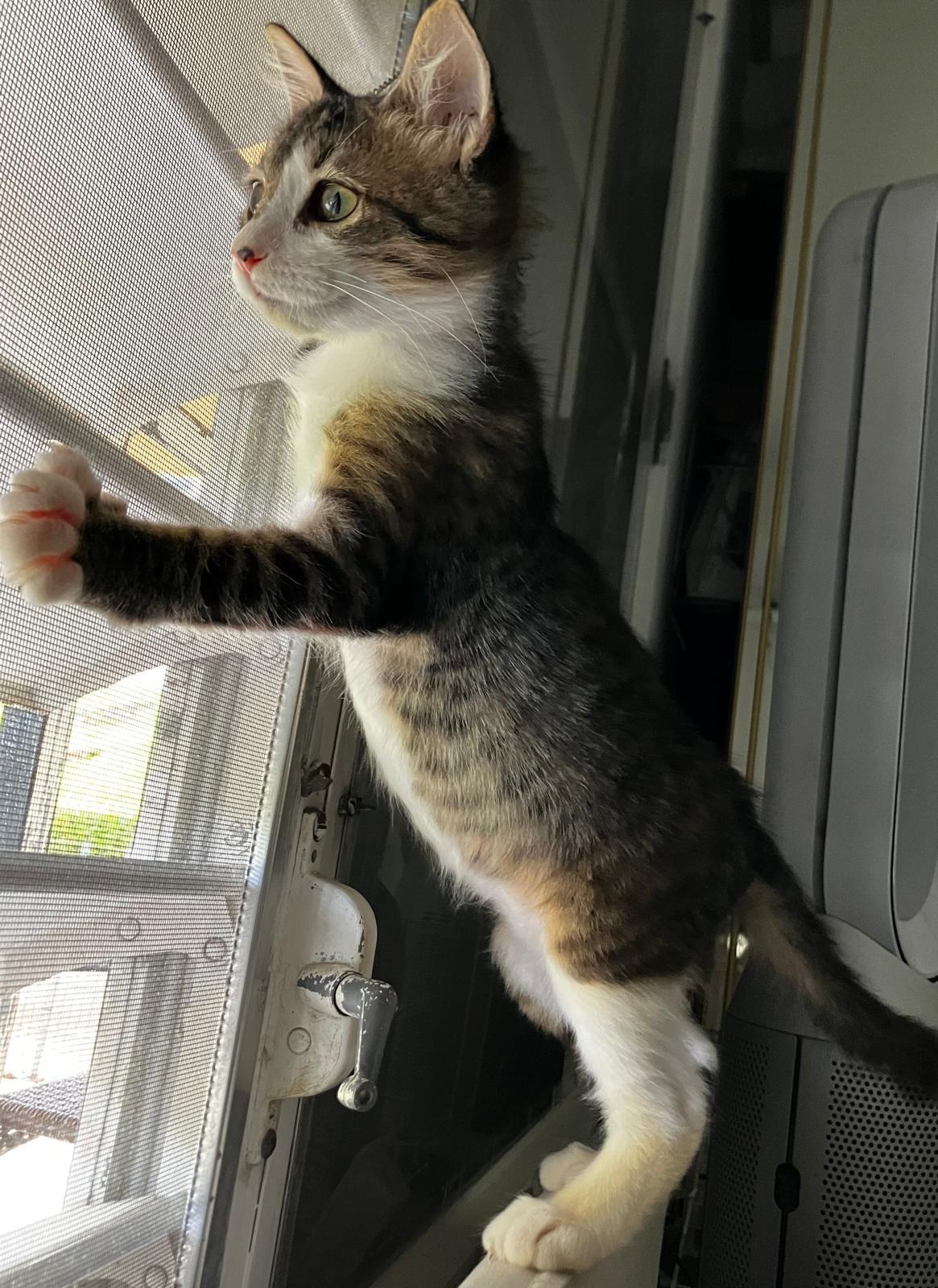 Baby, adopted, Kitten Female Bengal & Maine Coon.