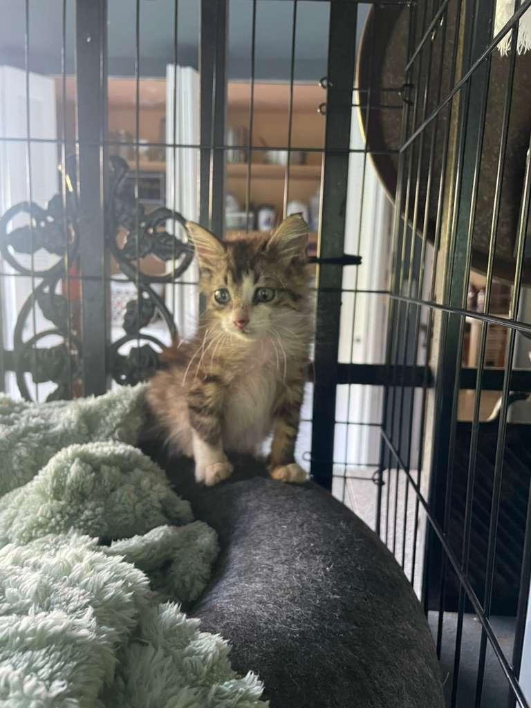 Kendra, ADOPTABLE, Kitten Female Bengal & Maine Coon.