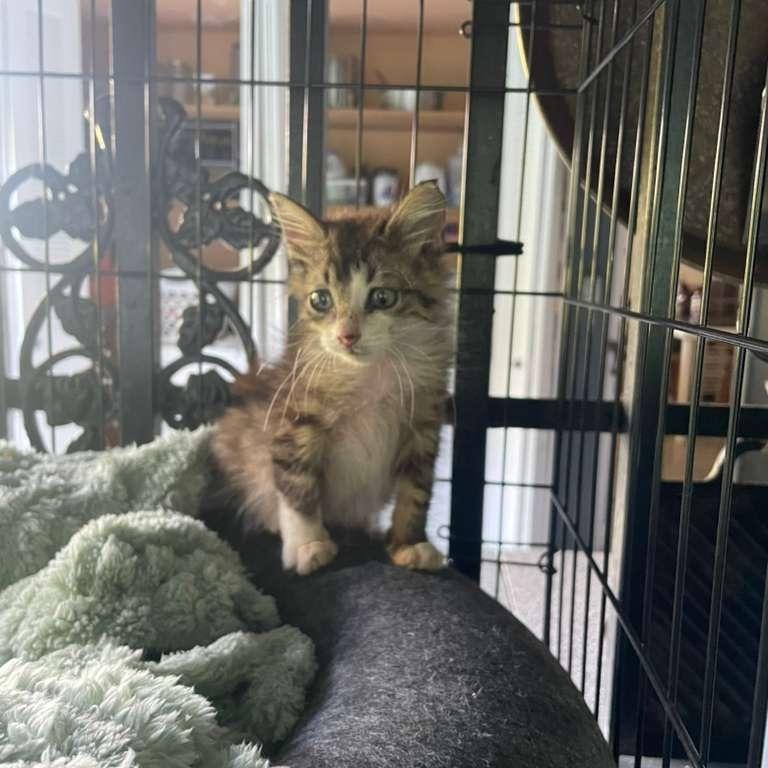 Baby, an adopted mixed breed in Pittsfield, MA image 2/5