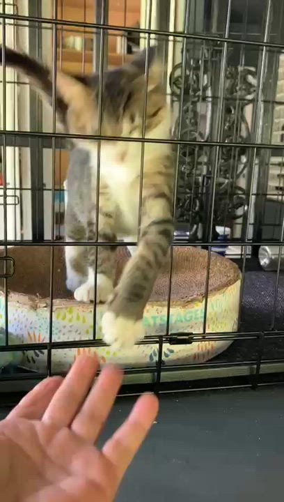 Enlarge Baby, an adopted mixed breed in Pittsfield, MA video 3/5