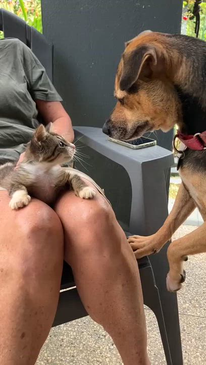 Enlarge Baby, an adopted mixed breed in Pittsfield, MA video 4/5