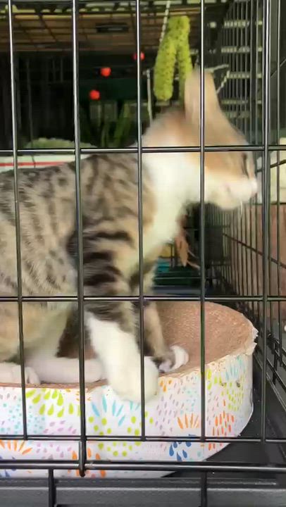 Enlarge Baby, an adopted mixed breed in Pittsfield, MA video 5/5