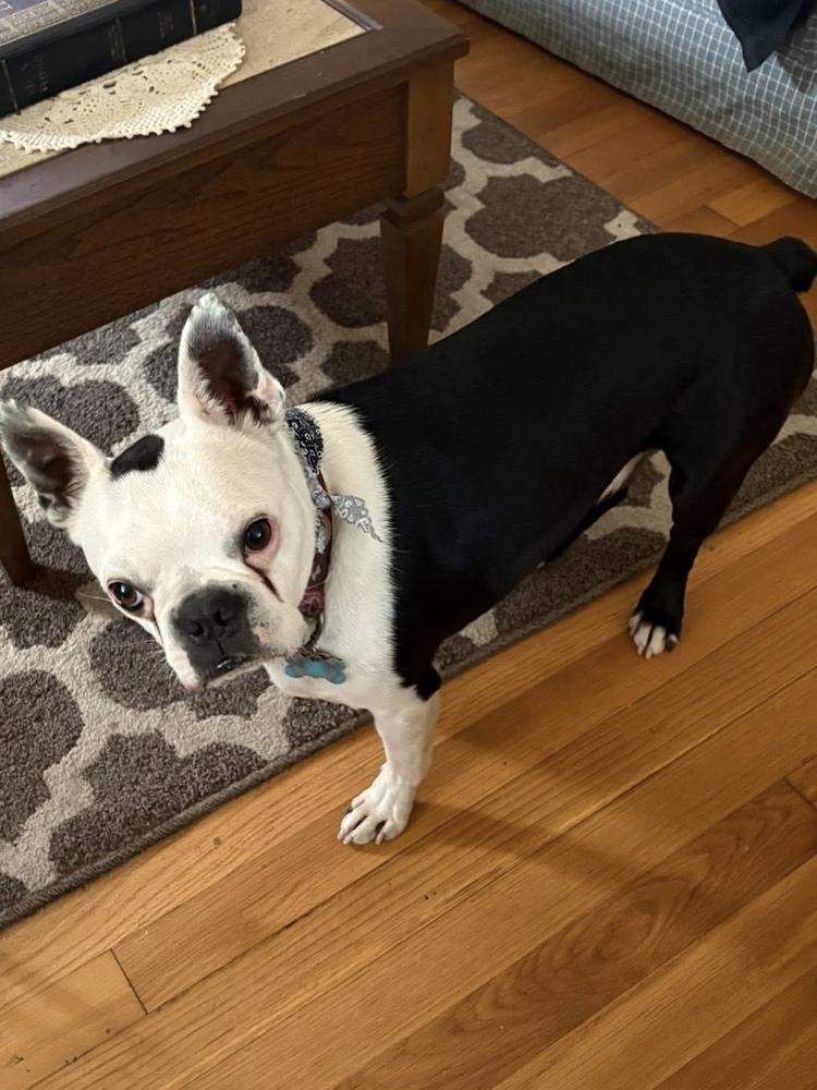 Rebel, Adoptable, Adult Male Boston Terrier.