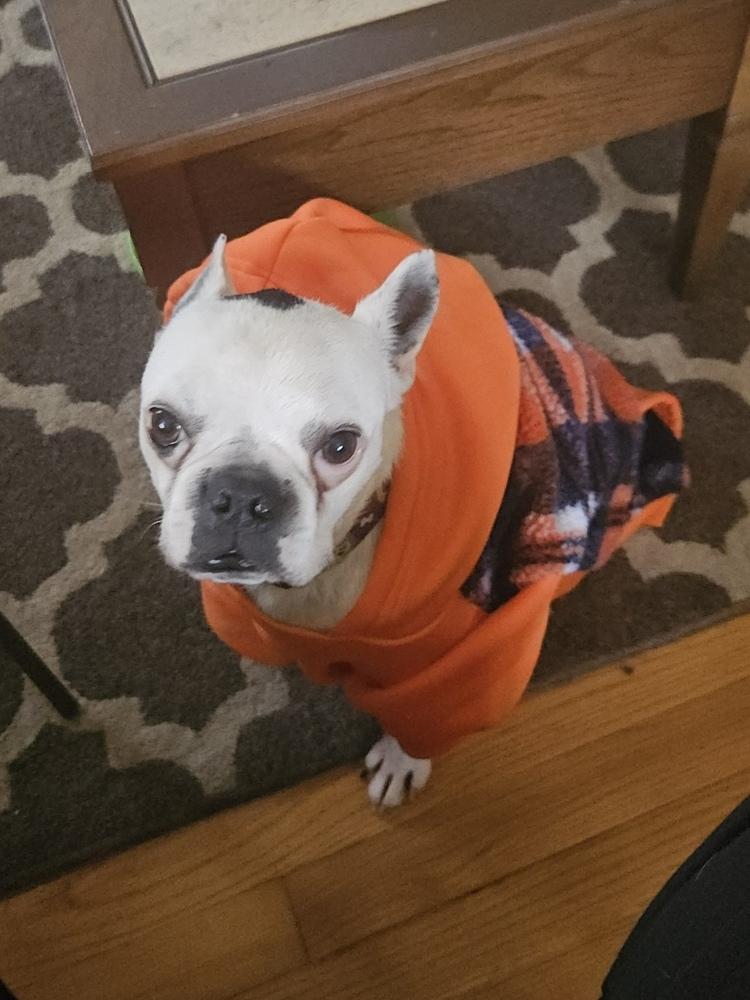 Enlarge Rebel, a Adoptable Boston Terrier in Jackson, TN image 3/6