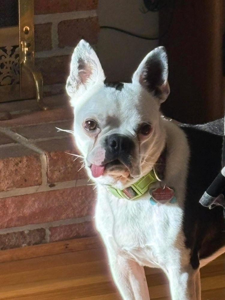 Enlarge Rebel, a Adoptable Boston Terrier in Jackson, TN image 5/6