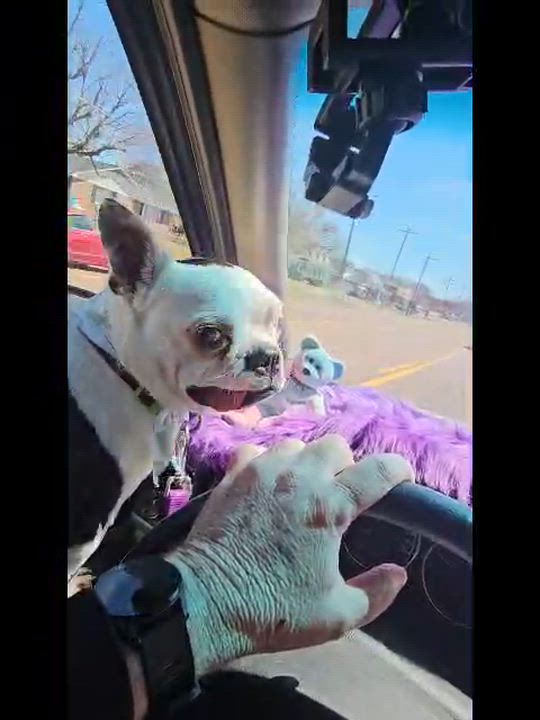 Enlarge Rebel, a Adoptable Boston Terrier in Jackson, TN video 6/6