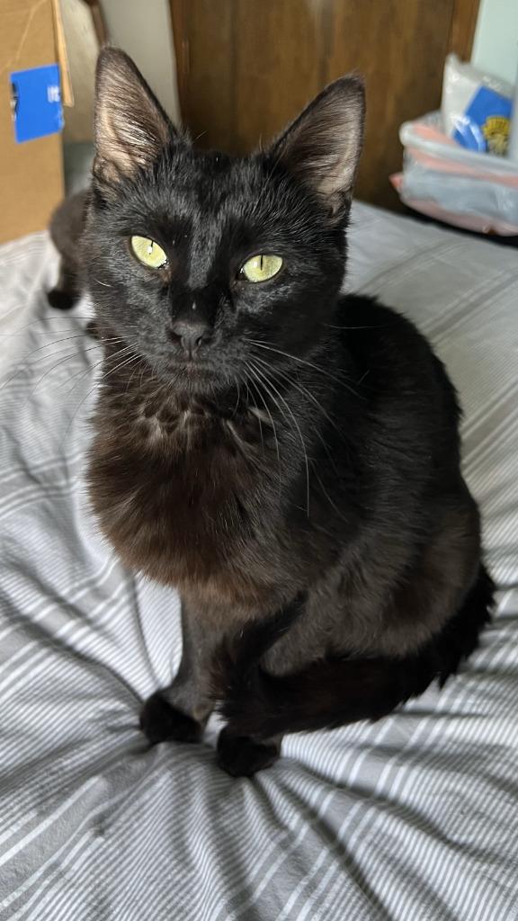 Petunia, Adoptable, Adult Female Domestic Short Hair.